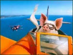 Pig flight