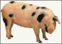 A random image of a pig, hog, boar or swine from the collection at Porkopolis.