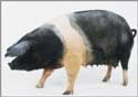 A random image of a pig, hog, boar or swine from the collection at Porkopolis.