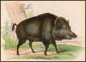 A random image of a pig, hog, boar or swine from the collection at Porkopolis.