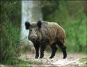 A random image of a pig, hog, boar or swine from the collection at Porkopolis.
