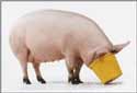A random image of a pig, hog, boar or swine from the collection at Porkopolis.
