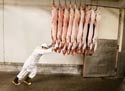 A random image of a pig, hog, boar or swine from the collection at Porkopolis.