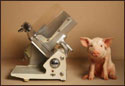 A random image of a pig, hog, boar or swine from the collection at Porkopolis.