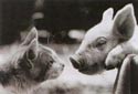 A random image of a pig, hog, boar or swine from the collection at Porkopolis.