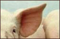 A random image of a pig, hog, boar or swine from the collection at Porkopolis.