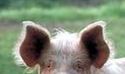 A random image of a pig, hog, boar or swine from the collection at Porkopolis.