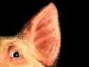 A random image of a pig, hog, boar or swine from the collection at Porkopolis.