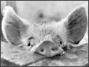 A random image of a pig, hog, boar or swine from the collection at Porkopolis.