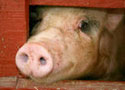 A random image of a pig, hog, boar or swine from the collection at Porkopolis.