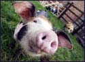 A random image of a pig, hog, boar or swine from the collection at Porkopolis.