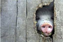 A random image of a pig, hog, boar or swine from the collection at Porkopolis.