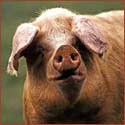 A random image of a pig, hog, boar or swine from the collection at Porkopolis.