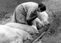 A random image of a pig, hog, boar or swine from the collection at Porkopolis.