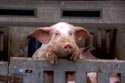 A random image of a pig, hog, boar or swine from the collection at Porkopolis.