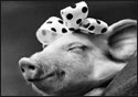 A random image of a pig, hog, boar or swine from the collection at Porkopolis.