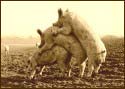A random image of a pig, hog, boar or swine from the collection at Porkopolis.