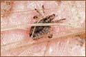 A random image of a pig, hog, boar or swine from the collection at Porkopolis.