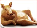 A random image of a pig, hog, boar or swine from the collection at Porkopolis.