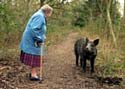 A random image of a pig, hog, boar or swine from the collection at Porkopolis.