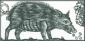 A random image of a pig, hog, boar or swine from the collection at Porkopolis.