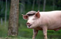 A random image of a pig, hog, boar or swine from the collection at Porkopolis.