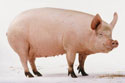 A random image of a pig, hog, boar or swine from the collection at Porkopolis.