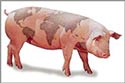 A random image of a pig, hog, boar or swine from the collection at Porkopolis.