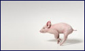 A random image of a pig, hog, boar or swine from the collection at Porkopolis.
