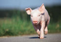 A random image of a pig, hog, boar or swine from the collection at Porkopolis.
