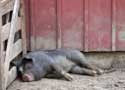 A random image of a pig, hog, boar or swine from the collection at Porkopolis.