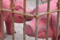 A random image of a pig, hog, boar or swine from the collection at Porkopolis.