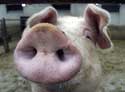 A random image of a pig, hog, boar or swine from the collection at Porkopolis.