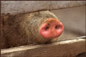 A random image of a pig, hog, boar or swine from the collection at Porkopolis.