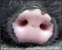 A random image of a pig, hog, boar or swine from the collection at Porkopolis.