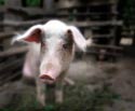 A random image of a pig, hog, boar or swine from the collection at Porkopolis.
