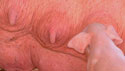 A random image of a pig, hog, boar or swine from the collection at Porkopolis.