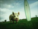 A random image of a pig, hog, boar or swine from the collection at Porkopolis.