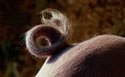 A random image of a pig, hog, boar or swine from the collection at Porkopolis.
