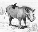 A random image of a pig, hog, boar or swine from the collection at Porkopolis.