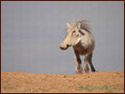 A random image of a pig, hog, boar or swine from the collection at Porkopolis.