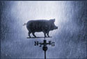 A random image of a pig, hog, boar or swine from the collection at Porkopolis.