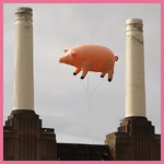 flying pigs