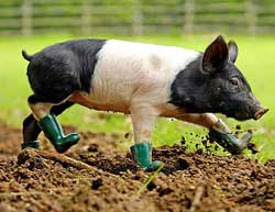 pig in boots