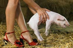 red heels piglet