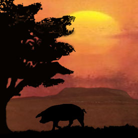 Black Pig near Knocknarea Mountain by Porkopolis.org.