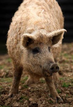 mangalitza pig 5