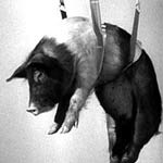 Pigs Parachute into Pimlico