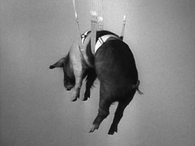 pimlico parachuting pig 1