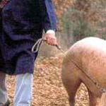 The lesson of the truffle pig